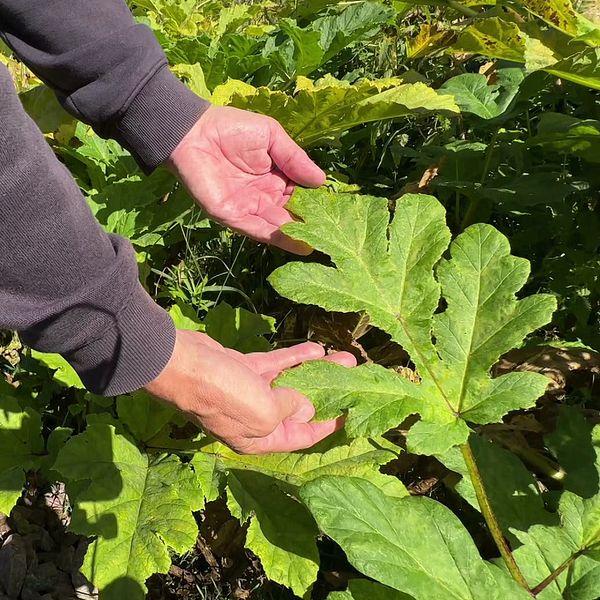 Delad bild. Till vänster: Två händer håller i ett blad från en bredloka. Till höger: En man med svart tröja, Dan Mangsbo som är naturvårdshandläggare på länsstyrelsen i Värmland.