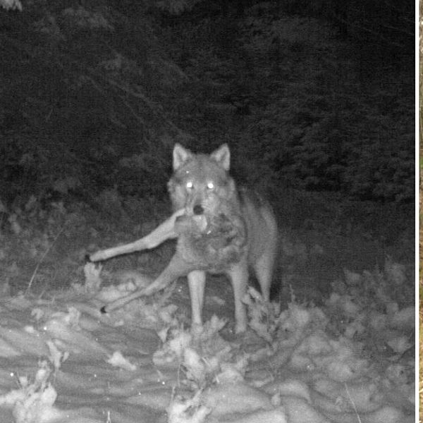 Delad bild. Vänster: varg fångad av viltkamera. Höger: polis i uniform i skogsmiljö.