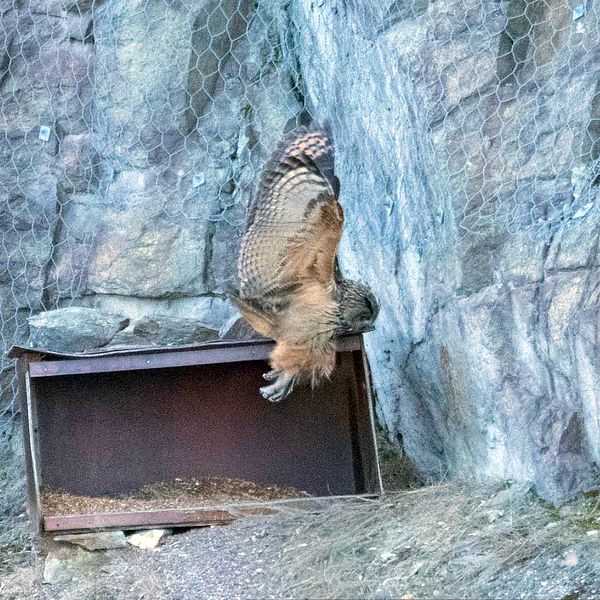 Berguv vid boet och brinnande eld under firande
