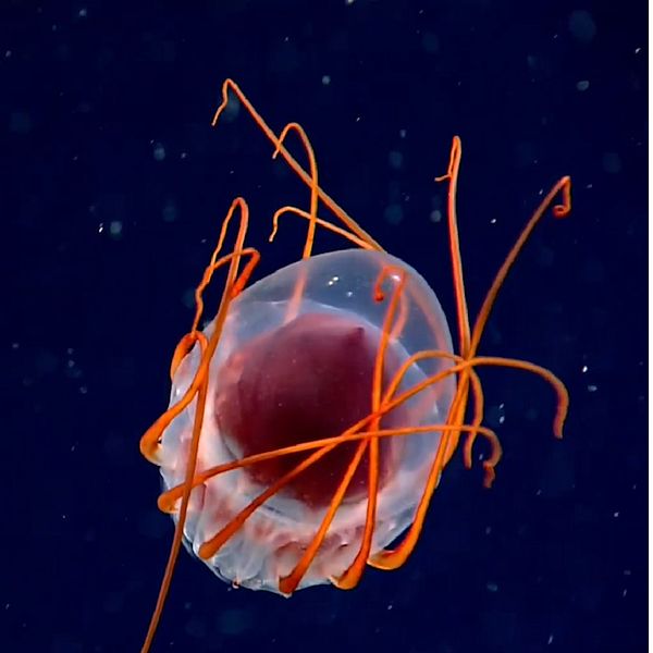 Montage med manet som kallas helmet jellyfish på ena sidan och forskare i rött ljus på andra sidan