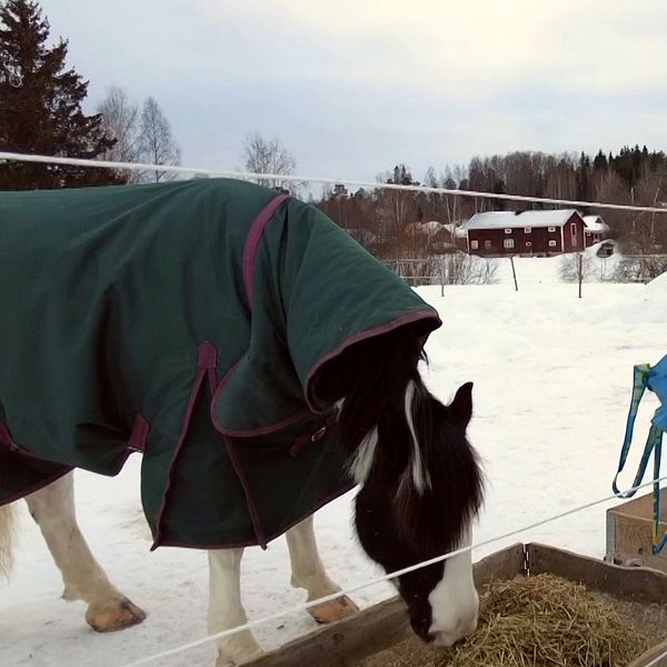 en kvinna häller hö till en häst som står i en snöig hage med ett grönt täcke på sig.