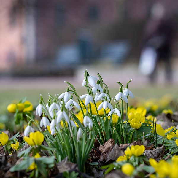 Tvådelad bild. Vänster: Snödroppar och gula blommor. Höger: Person i beige jacka i skogsmiljö.
