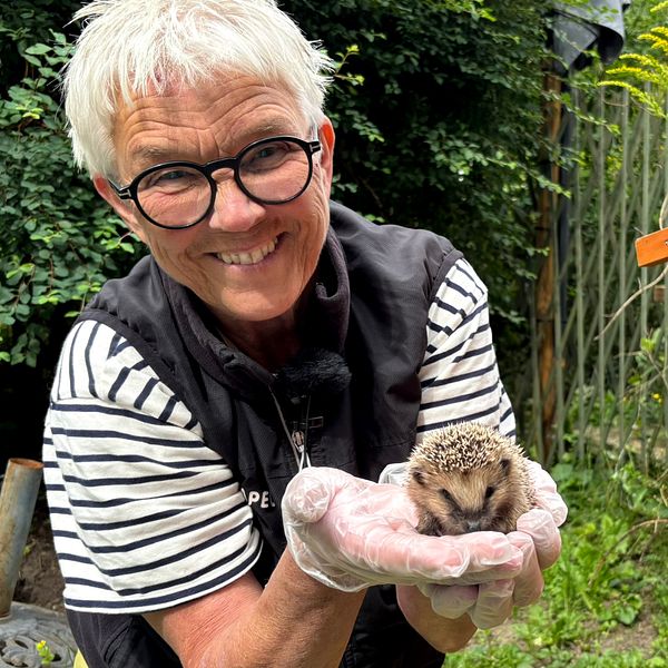 Lissa Sigrén håller en ung igelkott i händerna vid Gotlands igelkottfond.