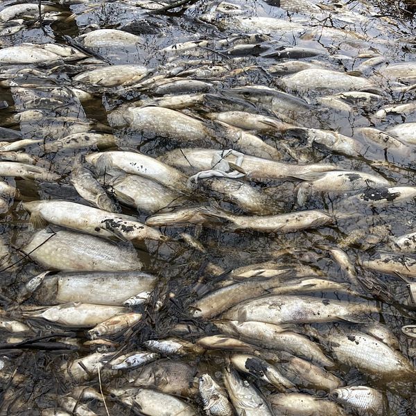 Döda fiskar i Säbysjön