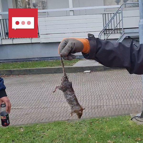 Hundförare Mona Ghalayini med en nyfångad råtta.