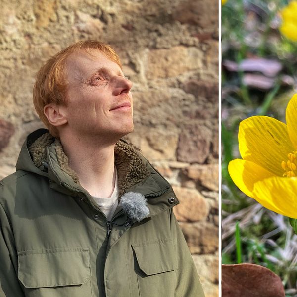 Montage med meteorologen Markus som tittar mot solen och en bild på små gula blommor