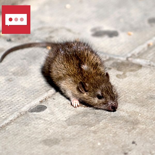 En splitbild med närbild på råtta och en man