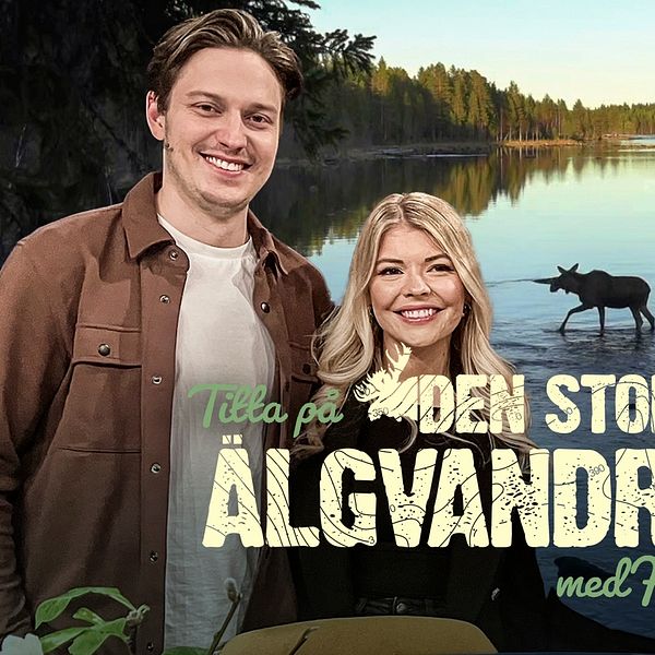 Hansius och Kitti kommenterar älgvandringen