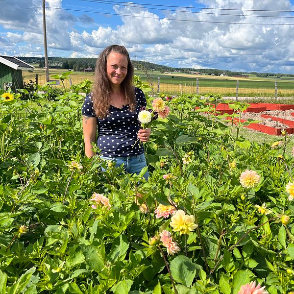 blomodlare vid sin blomsterträdgård – med dahlior i handen