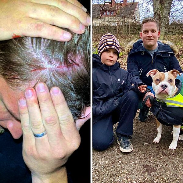 En delad bild som visar följande: till vänster en person som håller händerna mot en skadad och blödande hårbotten, i mitten en hund som sitter med tre personer i en park, och till höger en närbild på en hunds ben med sår.