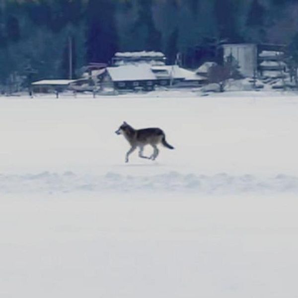 varg, skridskoåkare