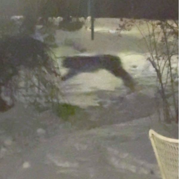 Bilden är en delad bild som visar två sektioner. Den vänstra sektionen visar en suddig siluett av ett lodjur som hoppar i snöiga omgivning under natten. Den högra sektionen visar en klar bild av ett lodjur som står på snön, med en bakgrund av en parkerad bil och snöiga marker.