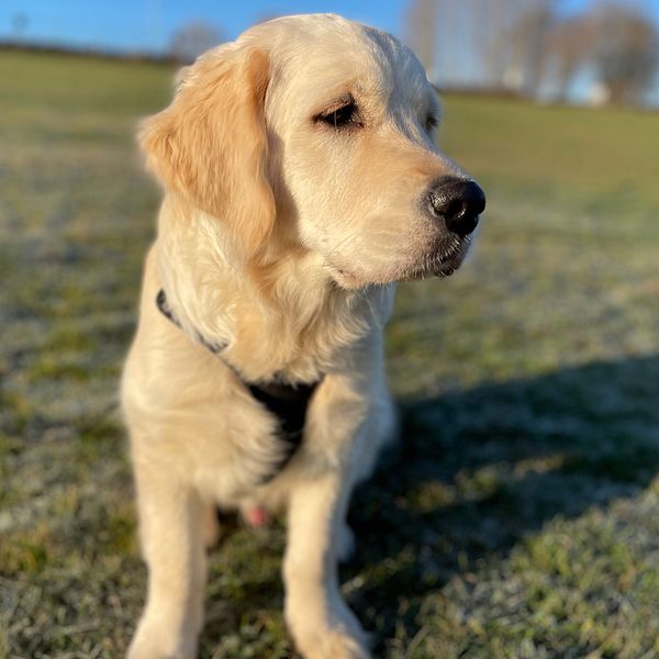 En delad bild med två sektioner. Den vänstra sektionen visar en golden retriever som står på en grön gräsmatta med en klar blå himmel i bakgrunden. Den högra sektionen visar en person som står utomhus iförd en mörk jacka och en scarf.