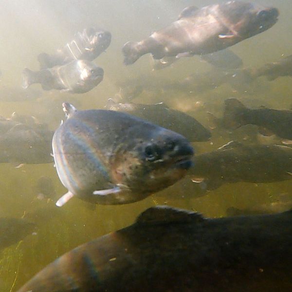 Till vänster är en bild på fisksorten regnbåge under vatten. Till höger en bild på en man med kort hår, lite skägg, glasögon och en grå tröja.