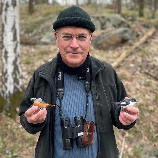 Jourhavande biolog Didrik Vanhoenacker håller upp rödstjärt och flugsnappare gjorda av trä – och till höger en svartvit flugsnappare som sitter på en gren.