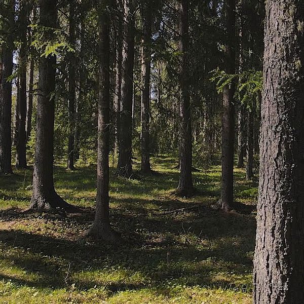 Delad bild: Till vänster syns en tät skog med höga träd och solbelysta gläntor. Till höger Mikael Sillerström i vit skjorta och svart kavaj.