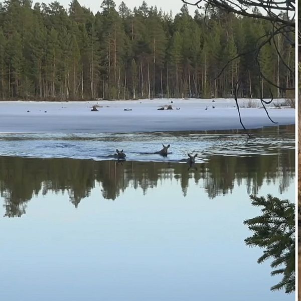 delad bild tre älgar simmar över vattnet vid Kullberg och älgar vid strandkant