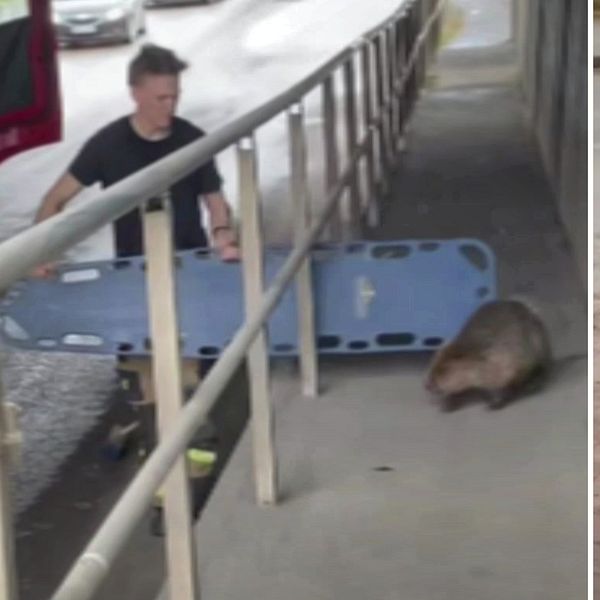 Tvådelad bild. Vänster: Person från räddningstjänsten går med en bår och försöker mata bort en bäver. Höger: Bäver går på trottoar.