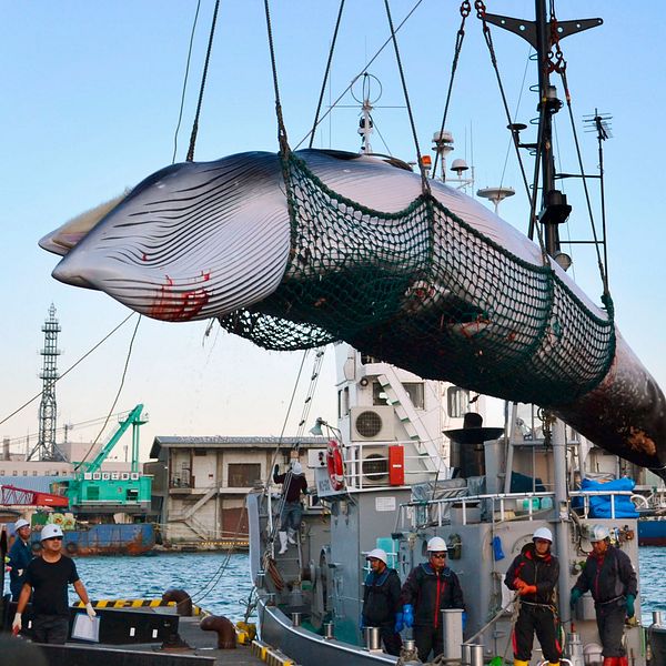 Fritt fram att fiska fenvalar i Japan