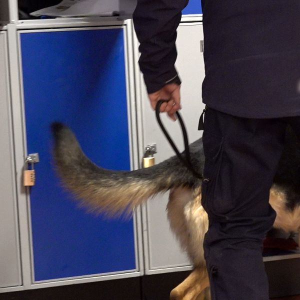 En delad bild som visar en person som håller i en hundsele med en schäferhund som är vid en blå metallskåp. Den andra sektionen visar en person i uniform. Bakgrunden är suddig, vilket ger fokus på de två scenerna.