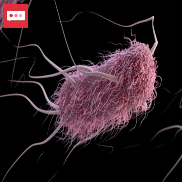 En bild som visar en bakterie i 3D med en lila färgnyans till vänster, vilket illustrerar dess detaljerade struktur, och en person som är delvis i fokus till höger. Den vänstra sektionen betonar den biologiska forskningen, medan den högra sektionen kan representera en människa som är involverad i detta område.