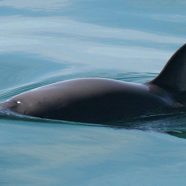 Tumlare samt Ulf Lindahl, marinbiolog vid Länsstyrelsen Blekinge.