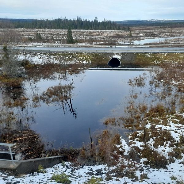 En bäverdamm mellan en väg och en banvall. Vattnet går ända mot banvallen.