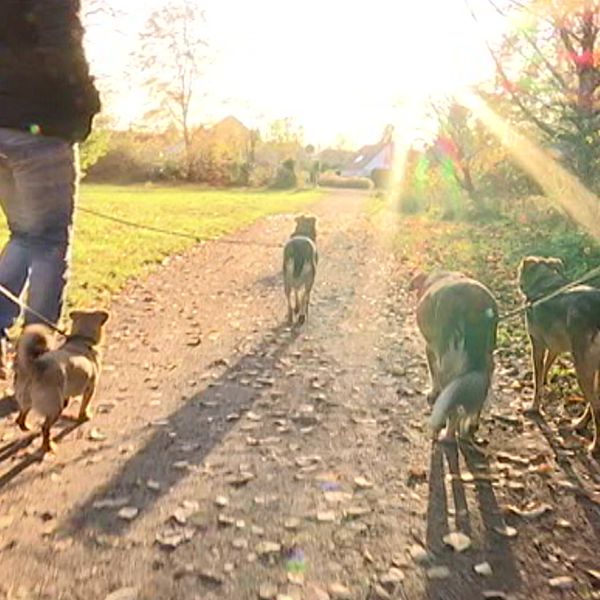 Hundar på promenad och kyrkogårdschefen Anna Hesselgren.