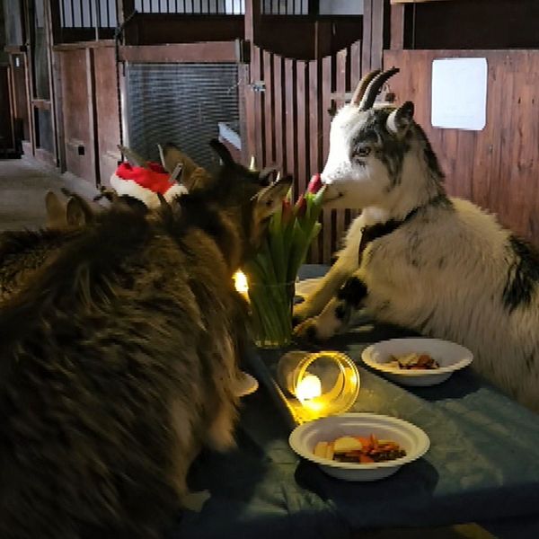I en delad bild syns flera getter som står vid ett dukat bord i en stallmiljö. Till vänster är getter som närmar sig bordet där det finns flera maträtter och en ljuslykta. Till höger är en närbild av en get som äter från en vit tallrik med mat och det står en blomma i en vas på bordet. Kontexten ger en lekfull och mysig stämning.