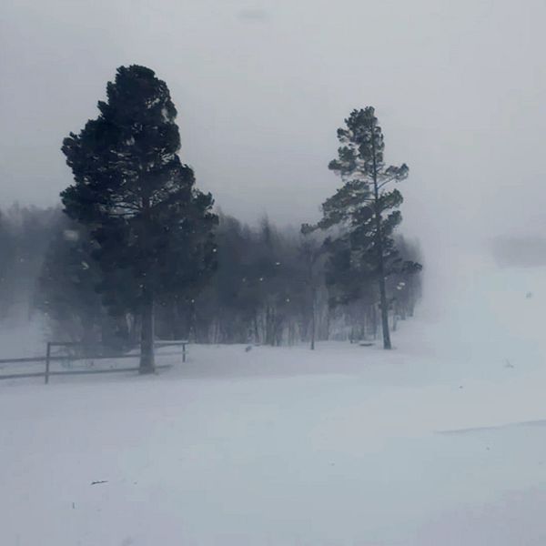 Stormen i Jäckvik, snö flyger omkring och träden svajar.