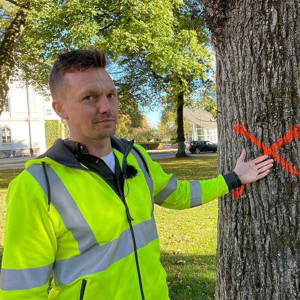 En person från kommunen pekar på en trädstam  som är markerad med ett rött X. Bakgrunden visar en park med grönskande träd och en väg.