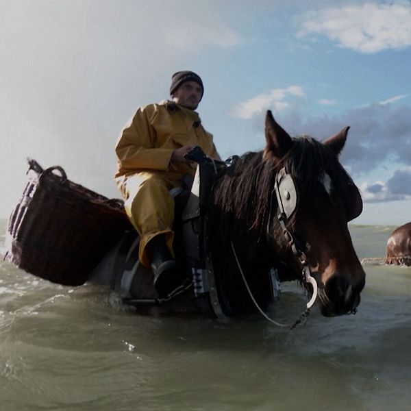 Två fiskare ger sig ut i havet på hästryggen i jakt på räkor, en fisketradition som levt i hundratals år.