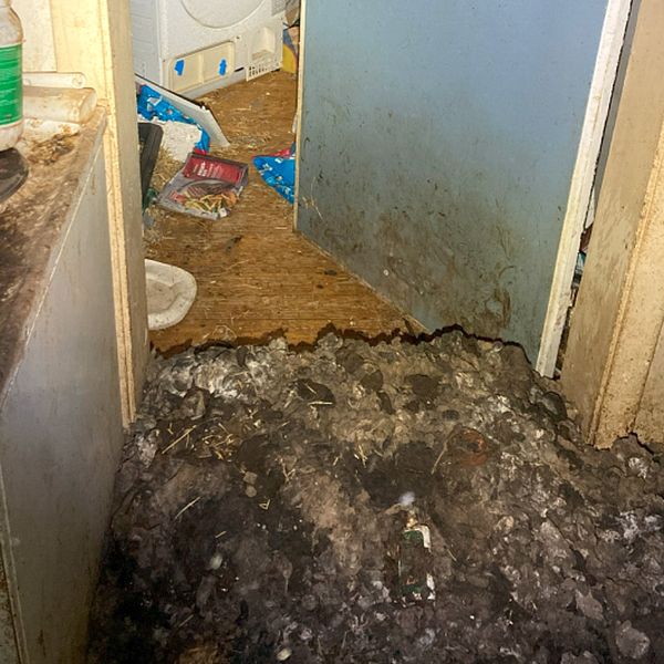 Två bilder. Ena visar en hög med avföring vid en dörröppning och andra en hund med valpar instängda bakom galler.