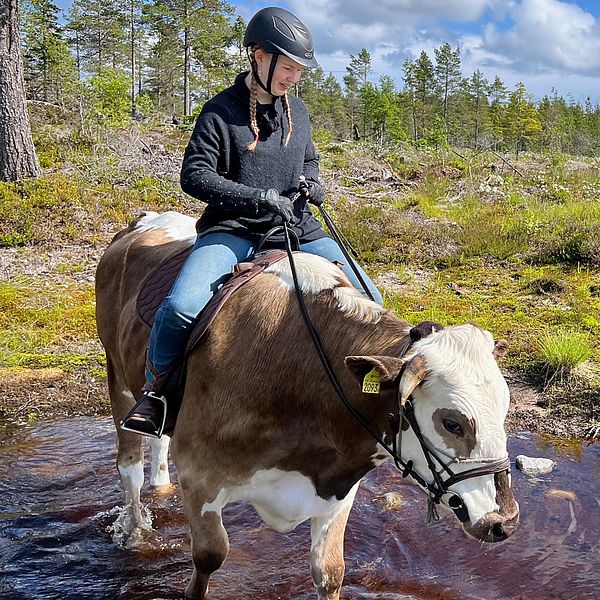 Maria Gröndahl rider på sin oxe Dudu.