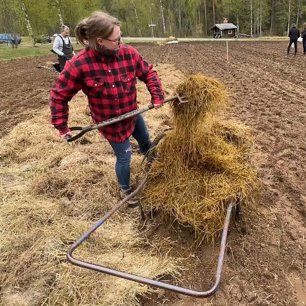 Kvinna lägger halm över nysatt potatis.