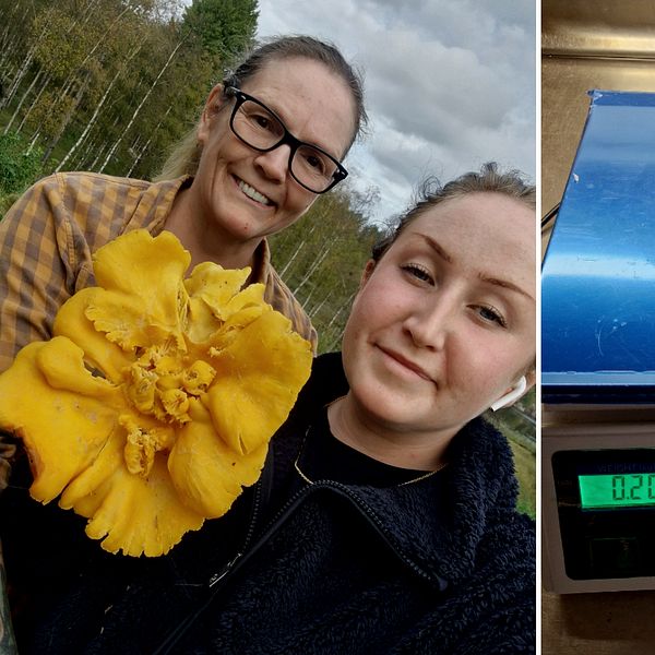 En tvådelad bild. Till vänster två kvinnor som håller i en jättestor kantarell. Till höger en våg där kantarellen vägs, vågen visar 205 gram