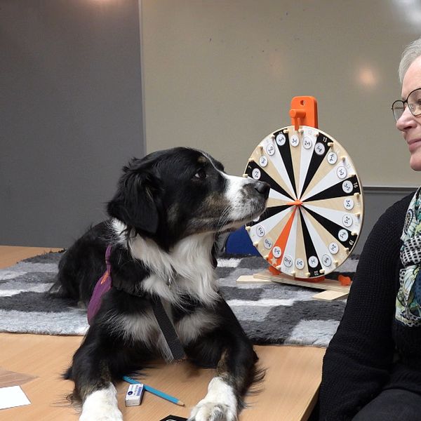 Hunden Flisan ligger på ett bord med sin hundförare Randi Claussen bredvid sig.rare