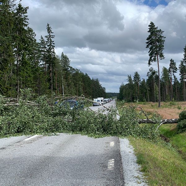 Träd som fallit över riksväg 50