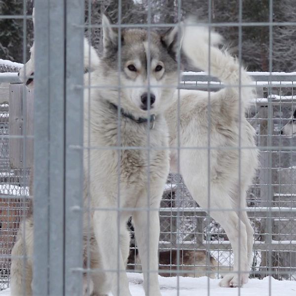 En hundgård. Flera hundar i olika färger och storlekar, som befinner sig på snöig mark. En grå-vit hund står i förgrunden, medan en svart hund syns i bakgrunden, alla inhägnade av ett metallgaller.