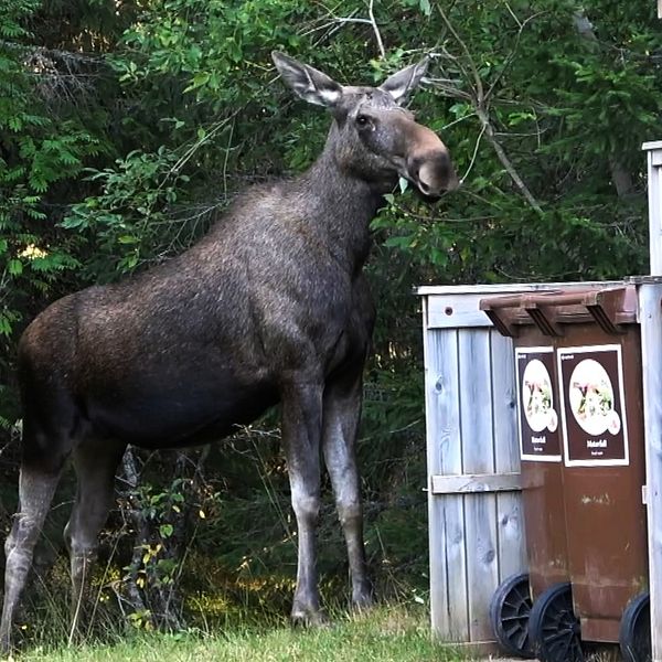 split med betande älg och jaktledare