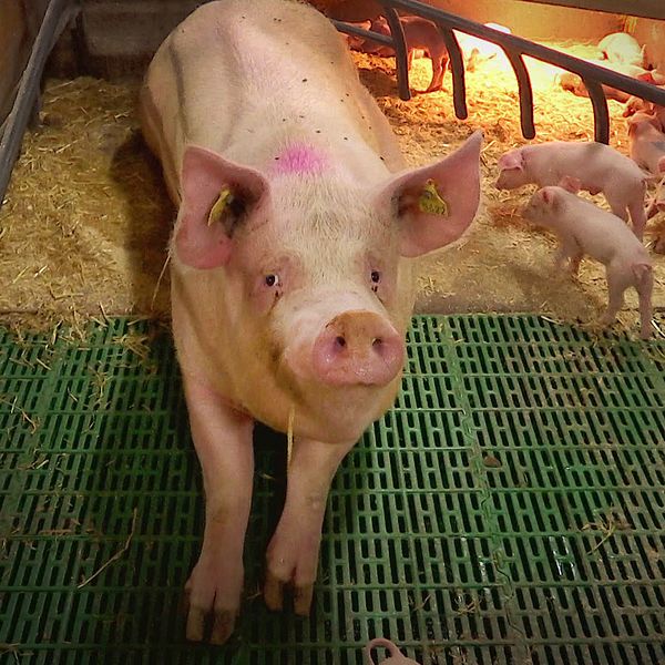 En gris med kultingar inomhus, julskinkor i kyldisk på mataffär