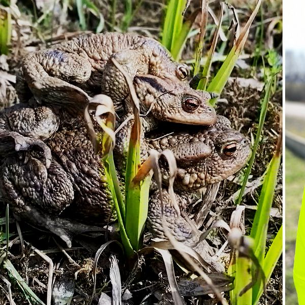 grodor som ligger på varandra och en miljöspecialist på Trafikverket framför en väg.