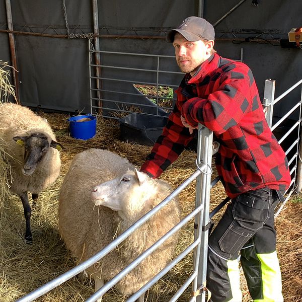Alexander Söderberg i en röd och svart rutig jacka står vid en hage och klappar ett får. Till höger syns en annan bild där fårbonden pekar mot ett stort grått plasttält.
