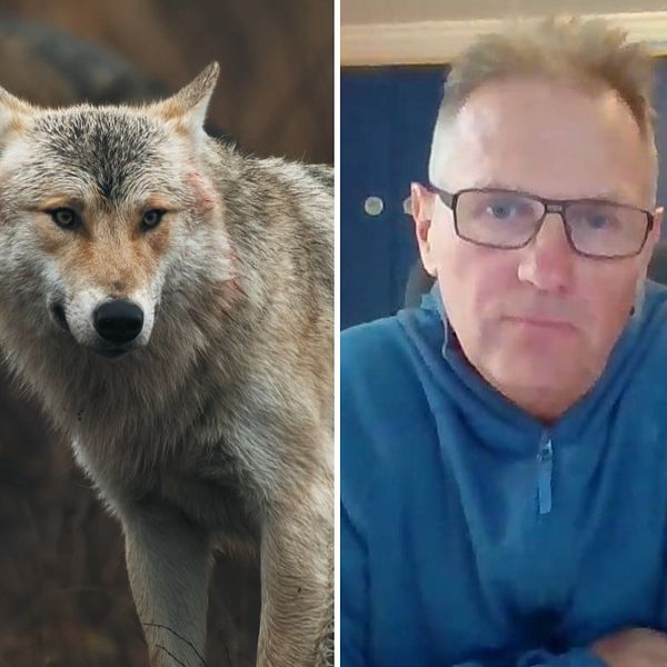Splitbild på en varg, en man och en varningstriangel vid en väg.