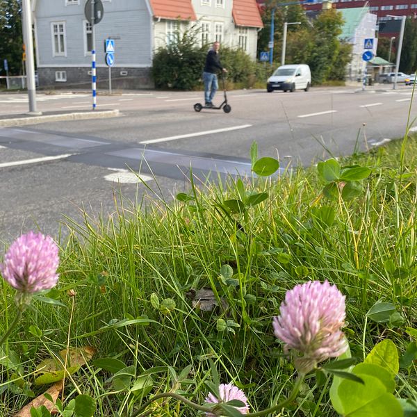 Till vänster en bild på de nergrävda aktiva farthindren på Bergsgatan i Sundsvall i förgrunden rödklöver och i bakgrunden en man på elsparkcykel och till höger Trafikverkets planerare Gabriella Gulliksson