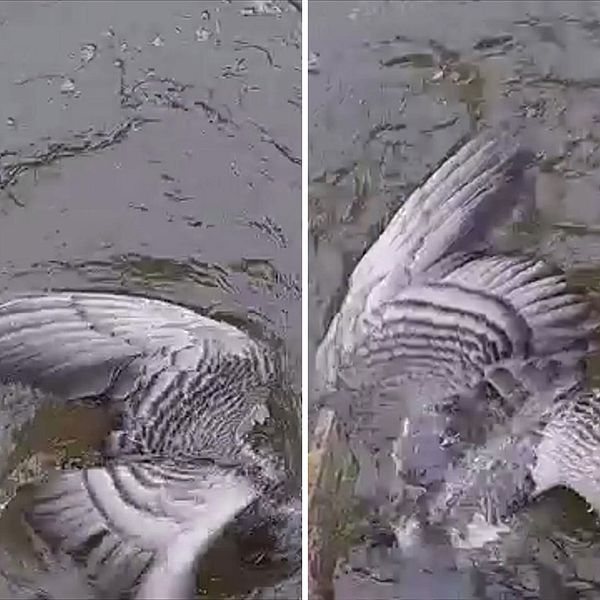 fågel fastnar i virvelström i Vombsjön