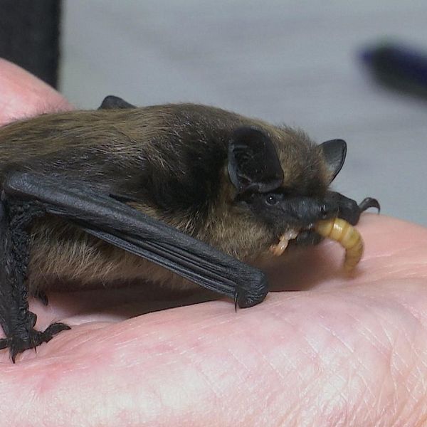 Fladdermus i en hand. Helena Brus biolog på Sundsvalls kommuns miljökontor