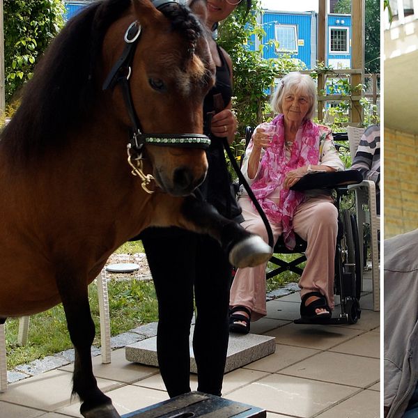 Här sprider den dansande minihästen glädje på äldreboendet
