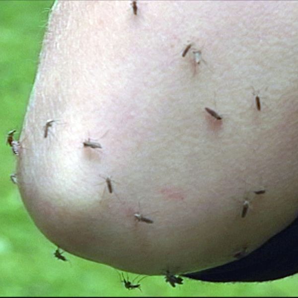 Många myggor som sitter på en armbåge/Jan O Lundström Verksamhetsledare på Biologisk Myggkontroll inom NEDAB  verksamhetsans