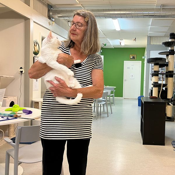 Sibylle Zetterberg håller upp en katt på Uppsala katthem.